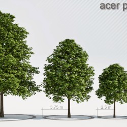 Modelos 3D Gratis XCV | Árboles
