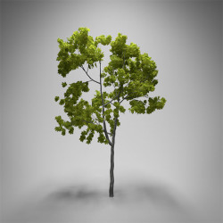 Cómo crear un árbol realista en Blender