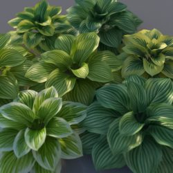 Modelos 3D Gratis CDLXI | Plantas