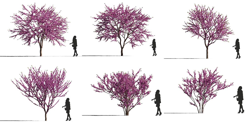 Free 3d Models Dcxii Flowering Trees Ejezeta